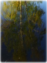 reflection of the spring / ******