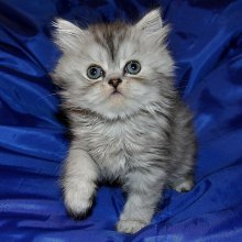 Nyusha :) / .....