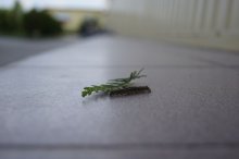 curiosities of spring / ---