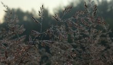 Mit Tautropfen / ***