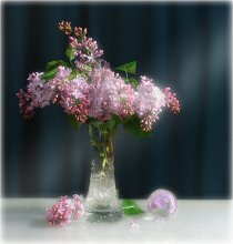 The aroma ... / ***