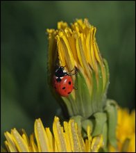 Bead and the sun ... / ***