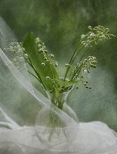 Oh .... lilies of the valley! / ...............