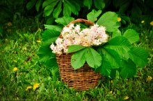 Blossoming Chestnut / ***