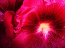 Mallow / ...