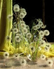 Dandelions / ************************