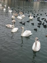Swans / ***