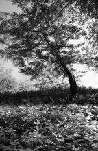 Das Dorf / ***