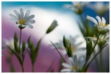 Spring / ***