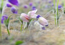 Music of spring. / ***