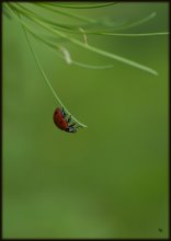 The Unbearable Lightness of Being / ***