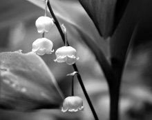 Lily of the valley / ***