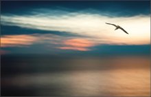 Nature and bird ... / ***