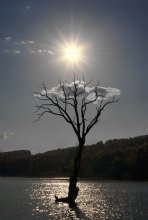 About a cloud that lives in a tree / ***
