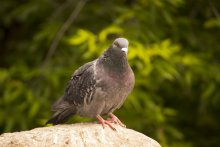 pigeon / ***