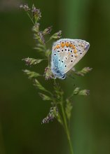 Kupfer-Schmetterling / ***