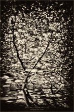 [Fungal YaGodY] / ***