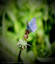 Blue-eyed .... / ***