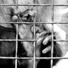 # / zoo