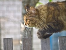 On the hunt / ***