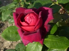 Rose / ***