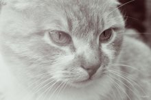 The cat. / ---