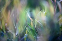 Spring / ***