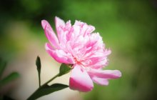 Peonies / ***