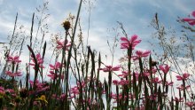 Sky and Flowers / ******
