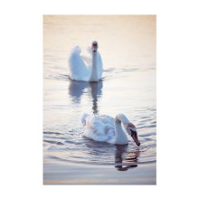 swan song / ***