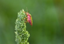 Die Welt der Makro-(4) / *****