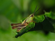 Grasshopper nymph / ***