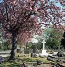 Eternal Spring / ***