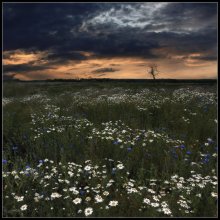 Evening Bouquet / ***