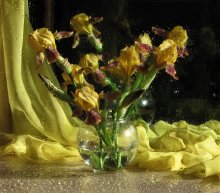 Irises / **********************