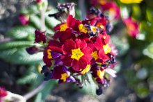 Bouquet / ***