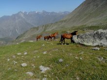 Horses / ***