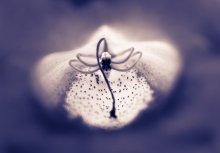 dragonfly / *****