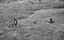 Trio / Trio