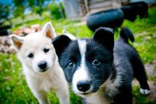 Belka and Strelka / ***