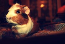 A curious baby / ***