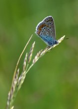 Copper-butterfly / ***