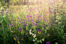 Wald Blumen. / ***