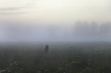 "Doggie in the Fog" / ***
