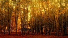Autumn / ***