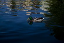Duck / ***