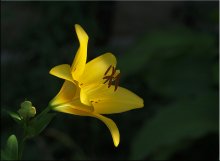 Sun beam / ***