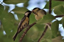 Feeding the chicks ... / ***