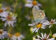 Kupfer-Schmetterling / ***
