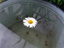 chamomile / ***
